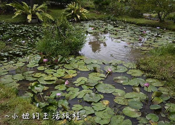 08桃園 蓮花 觀音鄉 新屋 蓮荷緣 用餐 大王蓮 菜單 收費 賞蓮 蓮花季 推薦.jpg