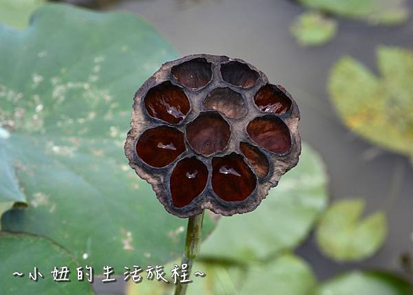 13桃園 蓮花 觀音鄉 新屋 蓮荷緣 用餐 大王蓮 菜單 收費 賞蓮 蓮花季 推薦.jpg