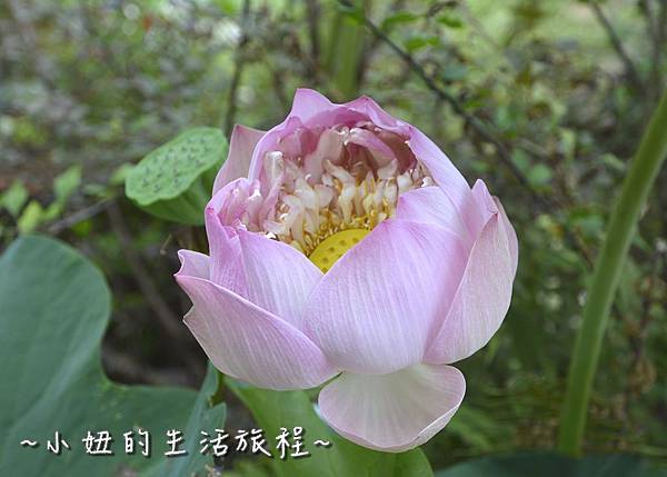 24桃園 蓮花 觀音鄉 新屋 蓮荷緣 用餐 大王蓮 菜單 收費 賞蓮 蓮花季 推薦.jpg