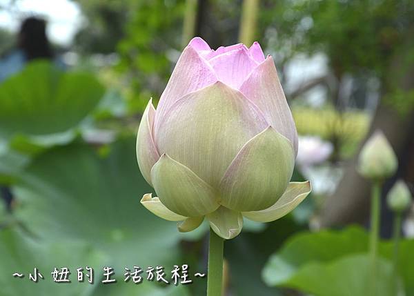 26桃園 蓮花 觀音鄉 新屋 蓮荷緣 用餐 大王蓮 菜單 收費 賞蓮 蓮花季 推薦.jpg