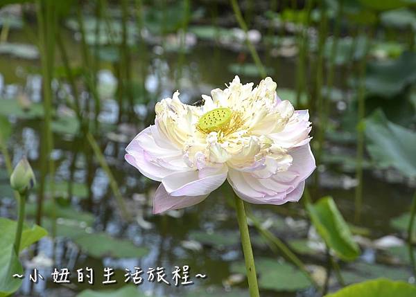 28桃園 蓮花 觀音鄉 新屋 蓮荷緣 用餐 大王蓮 菜單 收費 賞蓮 蓮花季 推薦.jpg