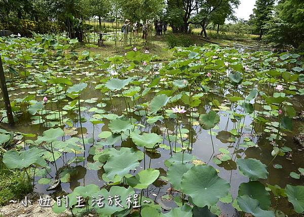 29桃園 蓮花 觀音鄉 新屋 蓮荷緣 用餐 大王蓮 菜單 收費 賞蓮 蓮花季 推薦.jpg