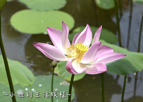 30桃園 蓮花 觀音鄉 新屋 蓮荷緣 用餐 大王蓮 菜單 收費 賞蓮 蓮花季 推薦.jpg