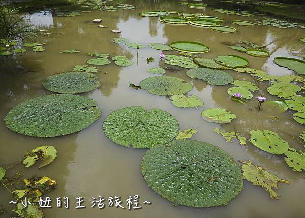 40桃園 蓮花 觀音鄉 新屋 蓮荷緣 用餐 大王蓮 菜單 收費 賞蓮 蓮花季 推薦.jpg