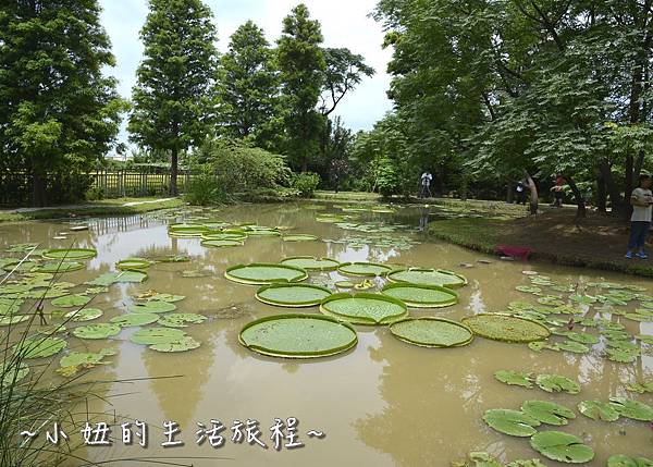 41桃園 蓮花 觀音鄉 新屋 蓮荷緣 用餐 大王蓮 菜單 收費 賞蓮 蓮花季 推薦.jpg