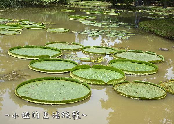 42桃園 蓮花 觀音鄉 新屋 蓮荷緣 用餐 大王蓮 菜單 收費 賞蓮 蓮花季 推薦.jpg