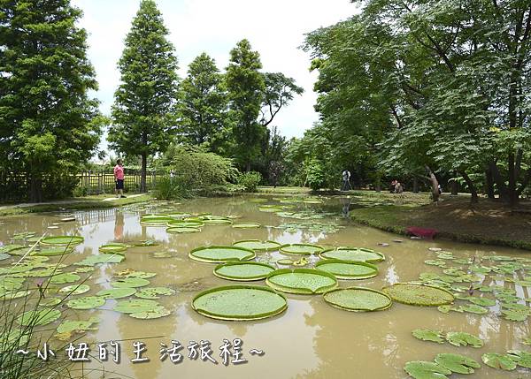 43桃園 蓮花 觀音鄉 新屋 蓮荷緣 用餐 大王蓮 菜單 收費 賞蓮 蓮花季 推薦.jpg