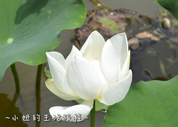 47桃園 蓮花 觀音鄉 新屋 蓮荷緣 用餐 大王蓮 菜單 收費 賞蓮 蓮花季 推薦.jpg