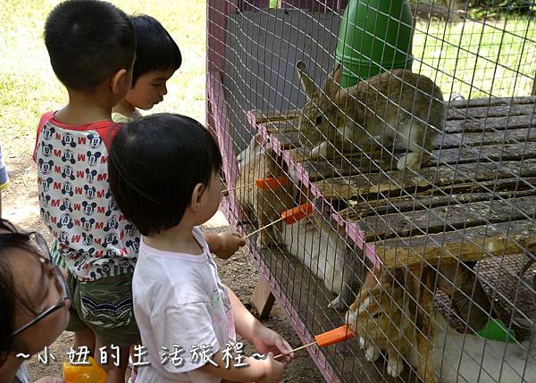 07桃園 向日葵 太陽花 農場 觀音鄉 新屋 推薦 餐廳 賞花  免費 免門票.JPG