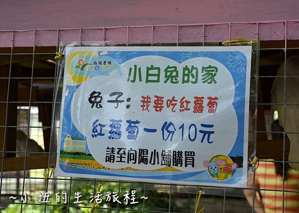 08桃園 向日葵 太陽花 農場 觀音鄉 新屋 推薦 餐廳 賞花  免費 免門票.JPG