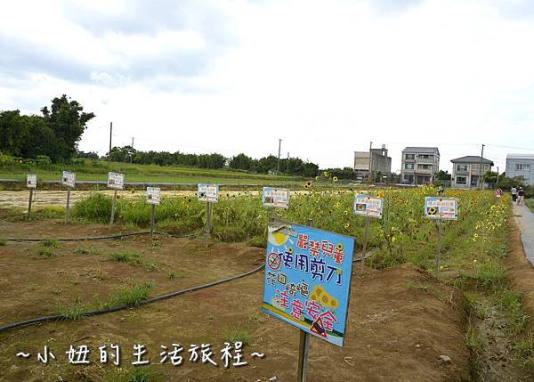 21桃園 向日葵 太陽花 農場 觀音鄉 新屋 推薦 餐廳 賞花  免費 免門票.JPG