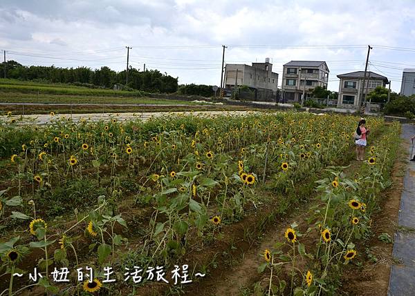 24桃園 向日葵 太陽花 農場 觀音鄉 新屋 推薦 餐廳 賞花  免費 免門票.JPG