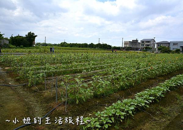 26桃園 向日葵 太陽花 農場 觀音鄉 新屋 推薦 餐廳 賞花  免費 免門票.JPG