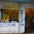 32桃園 向日葵 太陽花 農場 觀音鄉 新屋 推薦 餐廳 賞花  免費 免門票.JPG