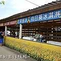 44桃園 向日葵 太陽花 農場 觀音鄉 新屋 推薦 餐廳 賞花  免費 免門票.JPG