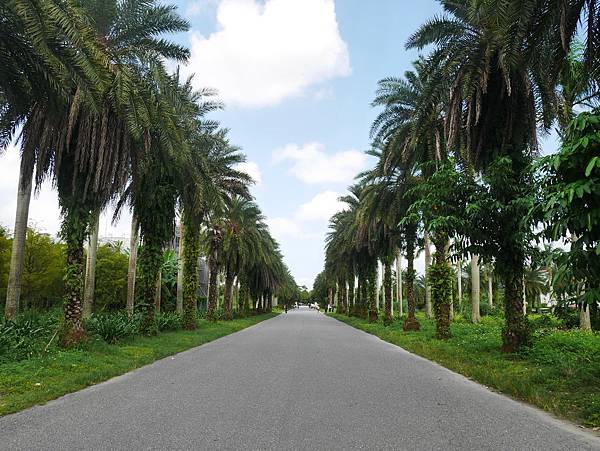 08 花蓮 雲山水 落羽松 東華大學旁 落羽松林 花蓮景點.JPG