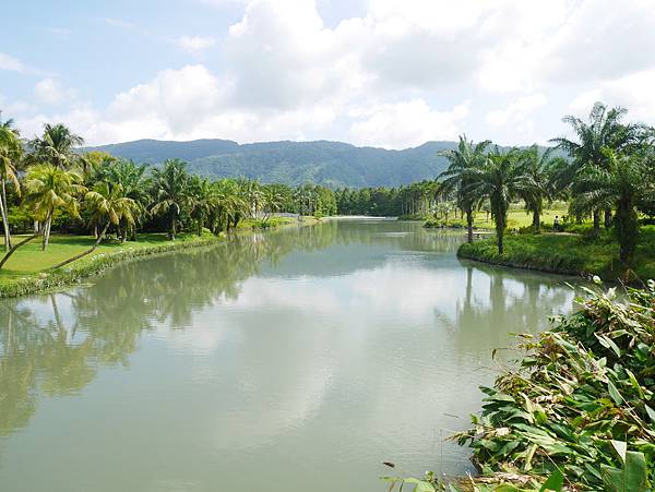 11 花蓮 雲山水 落羽松 東華大學旁 落羽松林 花蓮景點.JPG