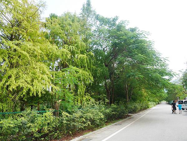 21 花蓮 雲山水 落羽松 東華大學旁 落羽松林 花蓮景點.JPG