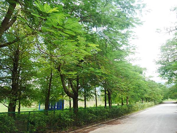 28 花蓮 雲山水 落羽松 東華大學旁 落羽松林 花蓮景點.JPG