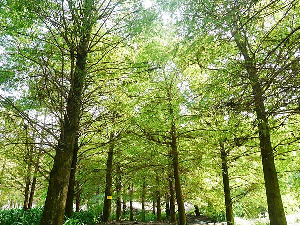 31 花蓮 雲山水 落羽松 東華大學旁 落羽松林 花蓮景點.JPG