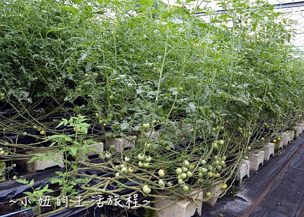 73新竹關西親子景點  金勇DIY 蕃茄農場 親子DIY  新竹休閒農場.JPG