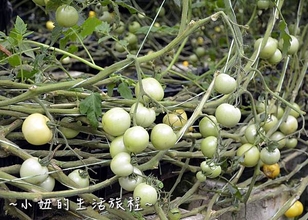 74新竹關西親子景點  金勇DIY 蕃茄農場 親子DIY  新竹休閒農場.JPG