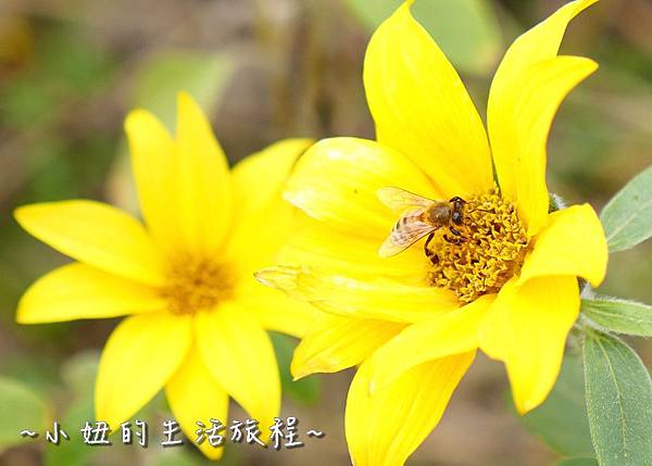 內湖彩虹河濱公園 向日葵 太陽花內湖彩虹河濱公園 向日葵 太陽花P1130714.jpg