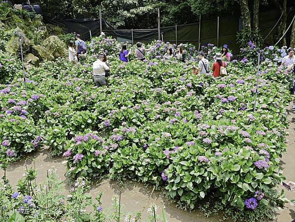 陽明山 高家繡球花田-23.jpg