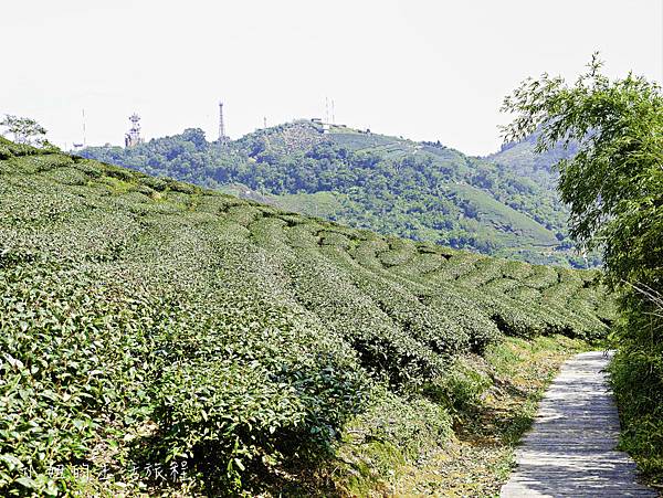 嘉義太平天梯,太平雲梯,嘉義,天空步道,梅山-21.jpg