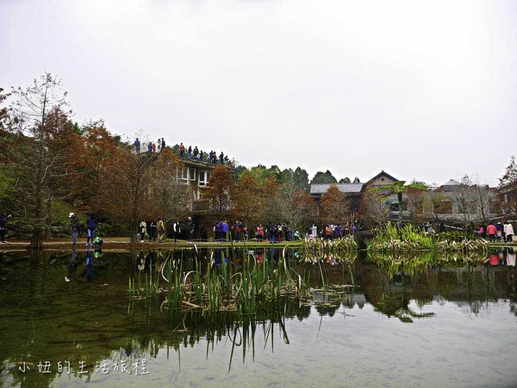 南庄雲水度假森林,落羽松,新竹-13.jpg