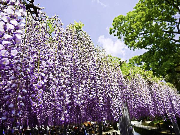 九州,中山大藤,紫藤花.交通-21.jpg