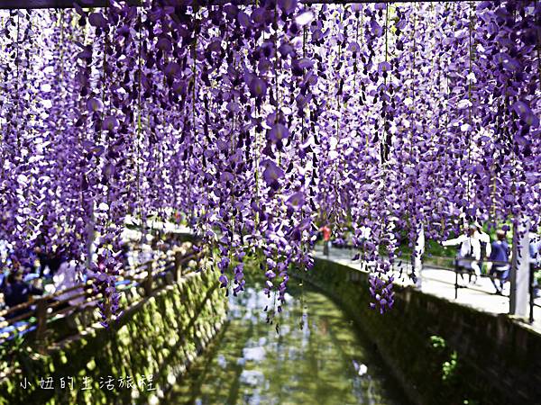 九州,中山大藤,紫藤花.交通-19 九州,中山大藤,紫藤花.交通-19