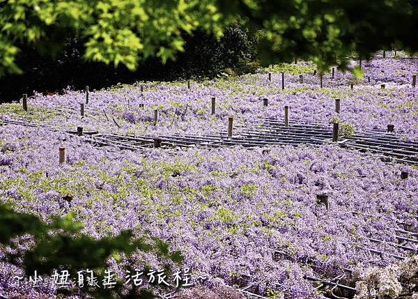 北九州市八幡東区河內藤園,日本九州紫藤,2018-16.jpg