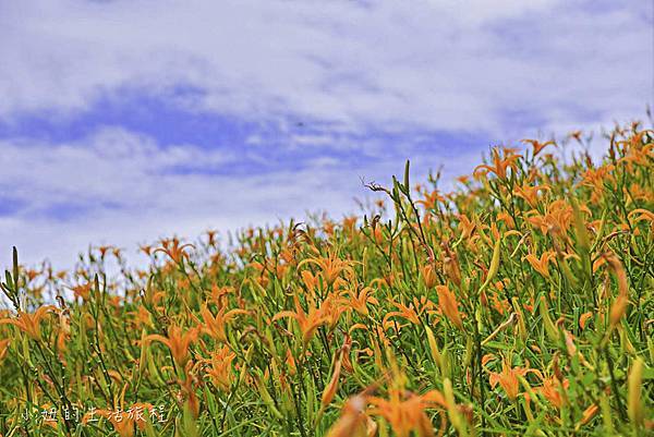 å°æ±ç¥æ¬èçº,ééè±-3