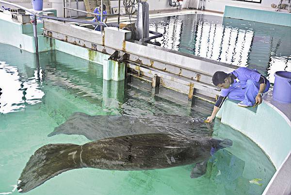 沖繩美麗海水族館-23.jpg