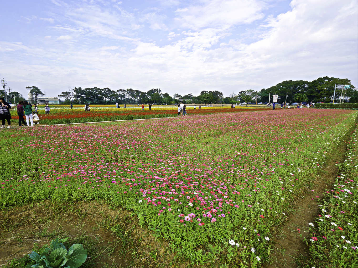 桃園,楊梅,仙草花,紫色花海-13.jpg