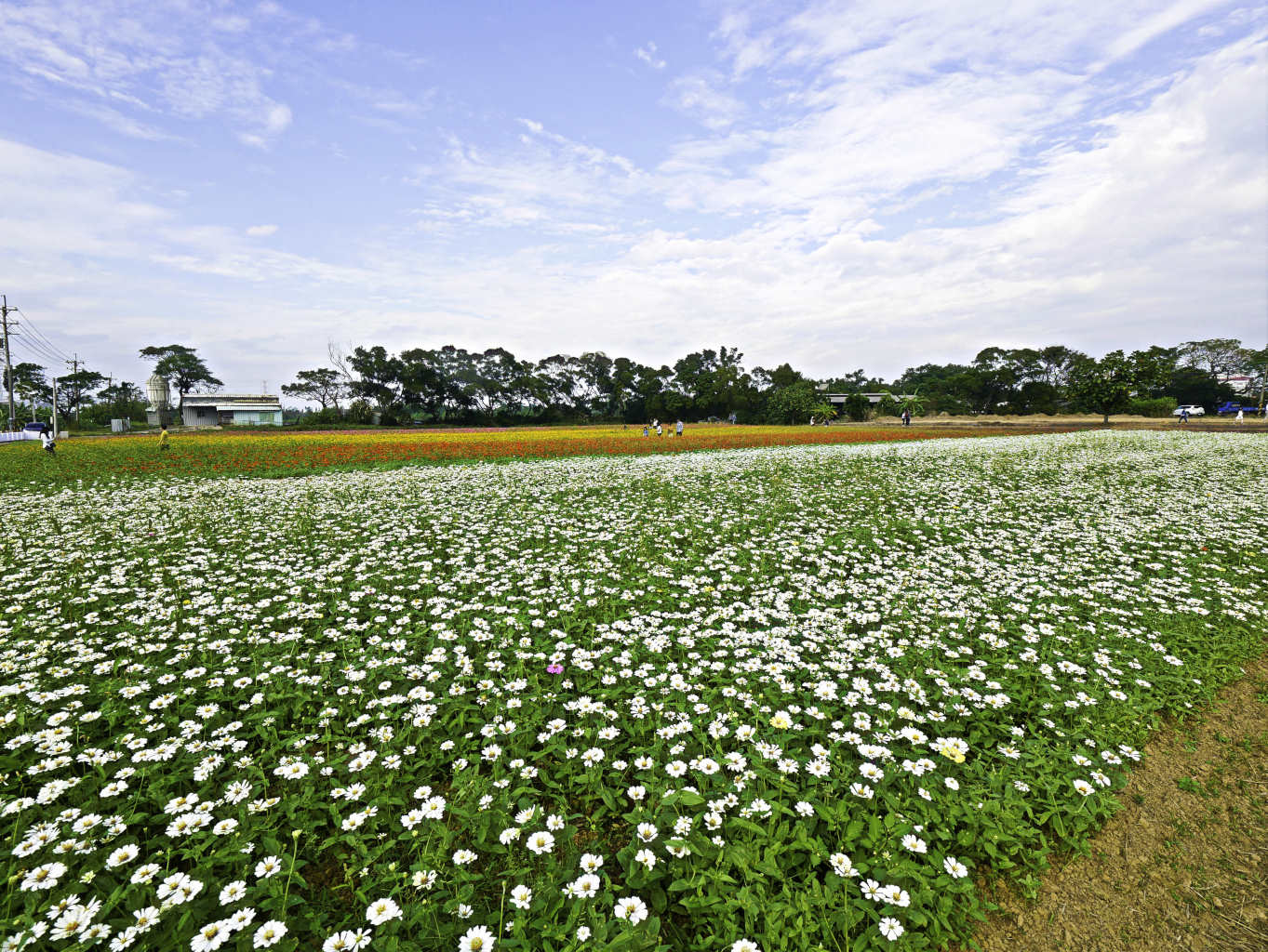 桃園,楊梅,仙草花,紫色花海-18.jpg