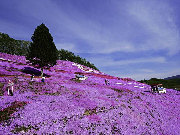 東藻琴芝櫻公園-19.jpg