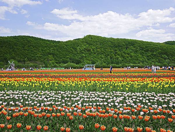 上湧別鬱金香花園 -24.jpg 上湧別鬱金香花園 -24.jpg