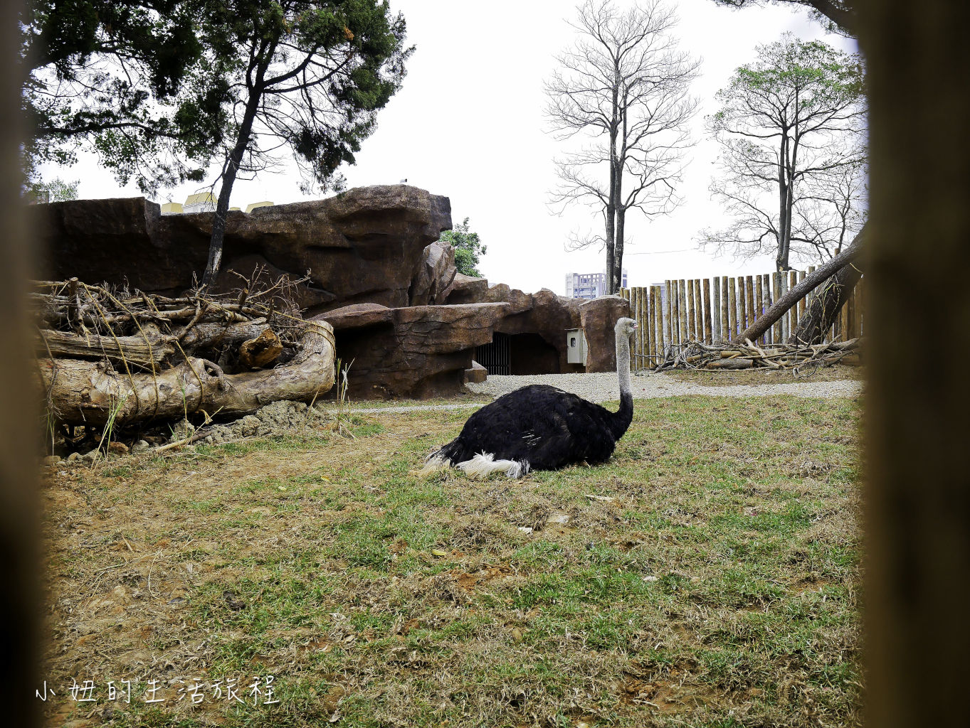 新竹動物園-14.jpg