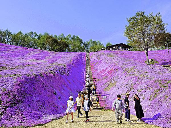 東藻琴芝櫻公園-16.jpg