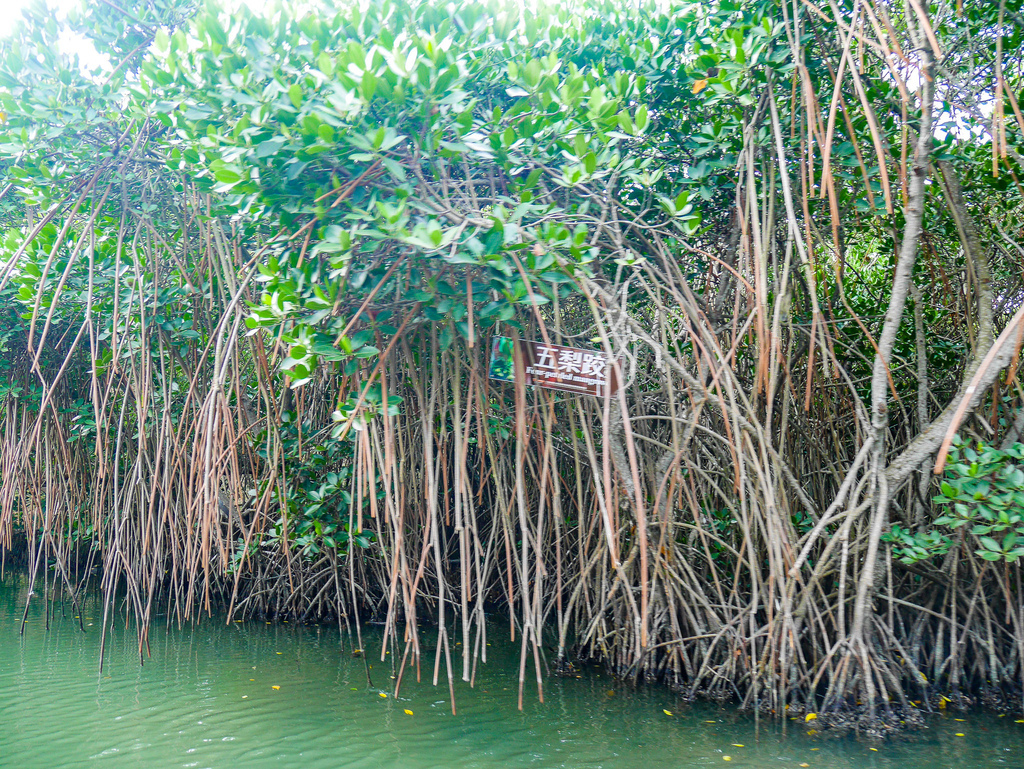 台南四草綠色隧道-24.jpg