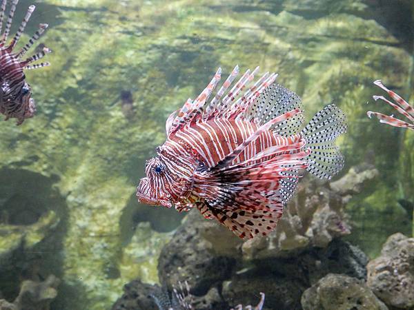 野柳海洋世界,童樂趴海洋世界最新主題園區-59.jpg