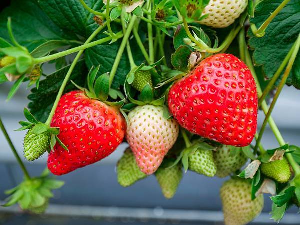 大湖草莓,春香草莓農場-07.jpg
