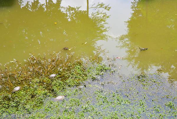 奇岩一號公園-21.jpg 奇岩一號公園-21.jpg