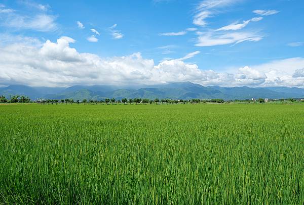 冬山河休閒農業區,五十二甲溼地,三奇美徑-08.jpg