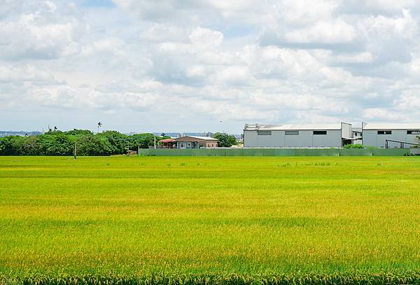 東園稻田森林公園,麵包林里,筏子溪水岸廊道,誠實商店-10.jpg