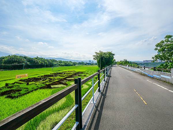 關渡田園,稻田彩繪-8.jpg