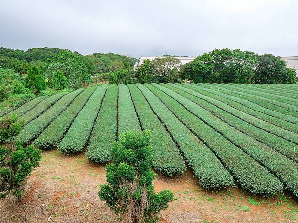 台灣客家茶文化館-03.jpg