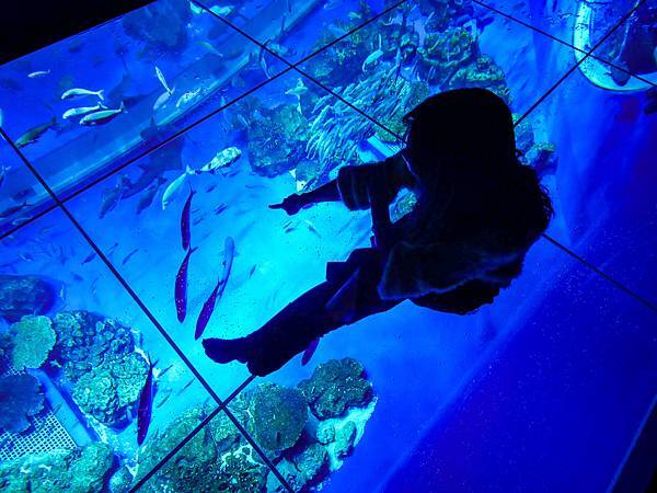 DMM Kariyushi水族館,沖繩新水族館-27.jpg